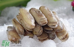 蟶子死了是什么樣子？死蟶子是什么樣子
