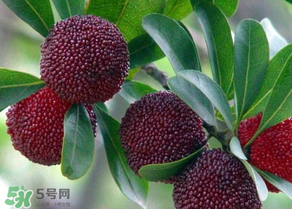 楊梅為什么有蟲子？楊梅有蟲能吃嗎？