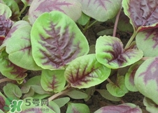 紅莧菜是發物嗎?紅莧菜孕婦可以吃嗎?