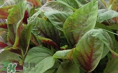 紅莧菜是發物嗎?紅莧菜孕婦可以吃嗎?