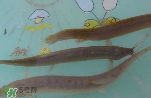 泥鰍有幾種？泥鰍品種大全