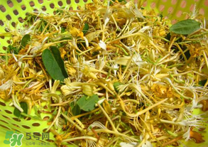剛摘的金銀花能泡水喝嗎？剛摘的金銀花怎么處理？