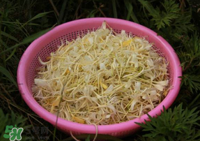 剛摘的金銀花能泡水喝嗎？剛摘的金銀花怎么處理？