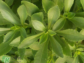 救心菜有毒嗎？救心菜怎么吃沒(méi)毒？