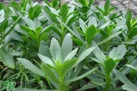 救心菜可以泡茶喝嗎？救心菜能泡水喝嗎？