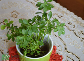 救心菜可以泡茶喝嗎？救心菜能泡水喝嗎？