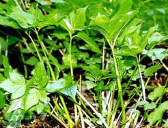 大葉芹怎么吃？大葉芹的做法？