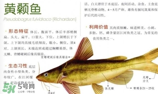 黃顙魚不能和什么一起吃？黃顙魚不能與什么同吃？