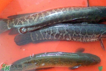 黑魚(yú)是海魚(yú)嗎？黑魚(yú)是河魚(yú)還是海魚(yú)