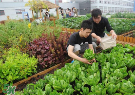 六月份種什么蔬菜？六月份可以種什么蔬菜？