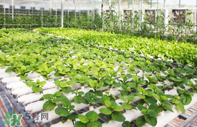 六月份種什么蔬菜？六月份可以種什么蔬菜？