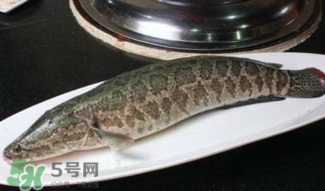 黑魚能和豆腐一起吃嗎？豆腐可以和黑魚一起吃嗎
