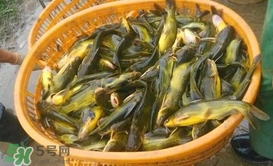 黃顙魚不能和什么一起吃？黃顙魚不能與什么同吃？