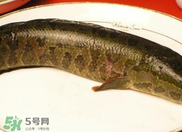 黑魚怎么做好吃？黑魚湯的做法