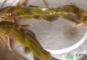 嘎魚是海魚嗎？嘎魚是什么魚
