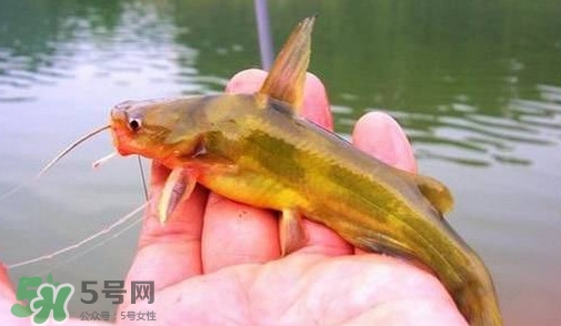 黃辣丁怎么釣？如何釣黃辣丁