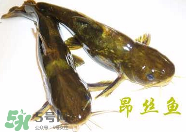 黃顙魚不能和什么一起吃？黃顙魚不能與什么同吃？