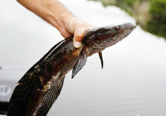 黑魚是發物嗎？黑魚是不是發物
