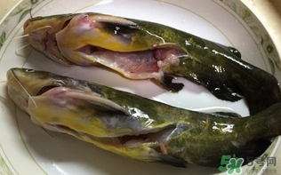 黃辣丁一斤多少錢(qián)？黃辣丁價(jià)格