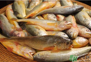 端午節為什么要吃黃魚？端午節吃黃魚的由來