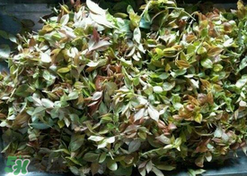 烏樹葉怎么做？烏樹葉怎么做好吃又簡單？