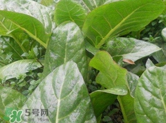 厚皮菜是發物嗎?厚皮菜孕婦可以吃嗎?