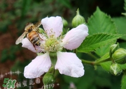 樹莓有毒嗎？樹莓有刺嗎？
