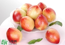 油桃什么時候成熟？油桃什么季節成熟