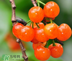 立夏嘗三新指的是什么？立夏嘗新活動