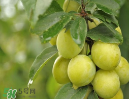 立夏嘗三新指的是什么？立夏嘗新活動