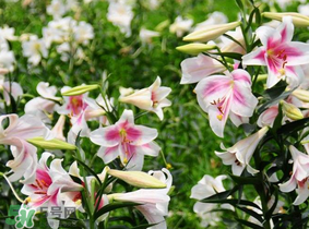 母親節可以送百合嗎？送母親百合花該送幾朵？