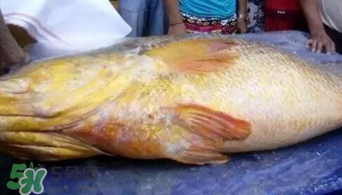 黃唇魚多少錢一斤？金錢鱉多少錢？