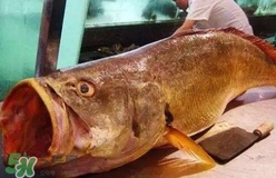 黃唇魚可以養殖嗎？黃唇魚能養殖嗎？