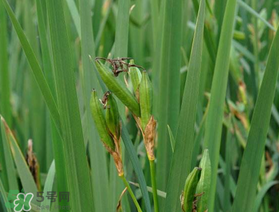 端午節為什么要掛菖蒲？端午節掛菖蒲的好處