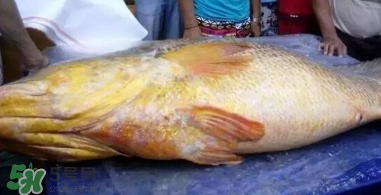 黃唇魚可以買賣嗎？黃唇魚買賣違法嗎？