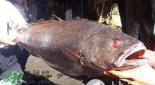 黃唇魚可以養殖嗎？黃唇魚能養殖嗎？