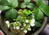 菠蘿莓種子哪里有賣？哪里能買得到菠蘿莓種子？