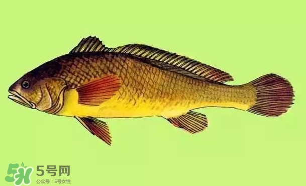 黃唇魚是黃花魚嗎？黃唇魚是黃魚嗎？