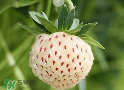 菠蘿莓苗多少錢一顆？菠蘿莓怎么種植