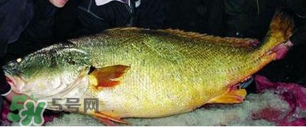 黃唇魚可以買賣嗎？黃唇魚買賣違法嗎？
