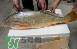 孕婦能吃金錢鱉嗎？懷孕期間能不能吃金錢鱉？