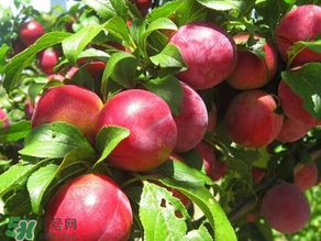 ?油桃是發(fā)物嗎？?油桃是不是發(fā)物？