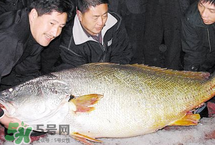 寶寶能吃金錢(qián)鳘嗎？金錢(qián)鳘寶寶吃了好嗎？