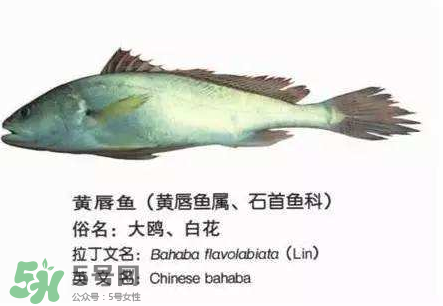 寶寶能吃金錢(qián)鳘嗎？金錢(qián)鳘寶寶吃了好嗎？
