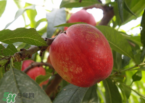 油桃和牛奶能一起吃嗎？喝完牛奶能吃油桃嗎？