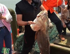金錢鳘值多少錢？金錢鳘魚膠功效