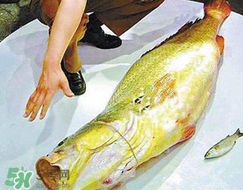 怎么鑒別金錢鳘魚膠？金錢鳘魚膠如何分辨真偽