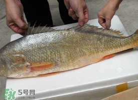 金錢鳘為什么身價上百萬？金錢鳘真這么值錢嗎