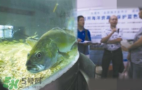 金錢鳘是哪里原產的？金錢鳘的產地在哪里