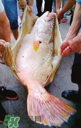 黃唇魚魚鰾能救命？黃唇魚魚鰾可以救命？